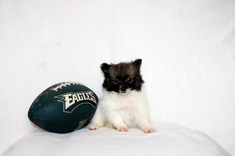 puppy, for, sale, Pomeranian, Matthew B. Stoltzfus, dog, breeder, Gap, PA, dog-breeder, puppy-for-sale, forsale, nearby, find, puppyfind, locator, puppylocator, aca